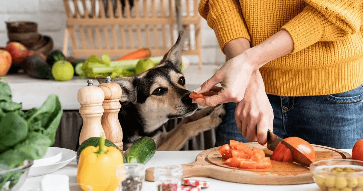 What Human Food Can Dogs Eat? A Practical Guide for Pet Owners