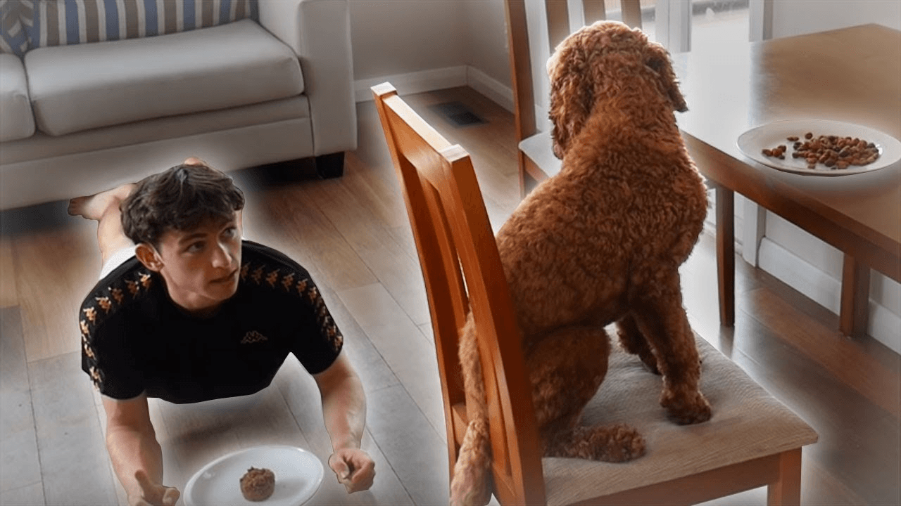 What Would Happen If Dogs and Humans Swapped Roles?