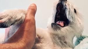 Do Dogs Have Higher Pain Tolerance Than Humans?