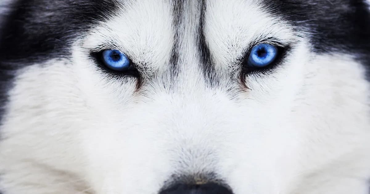 What Dogs Have Blue Eyes? A Guide to Blue-Eyed Dog Breeds