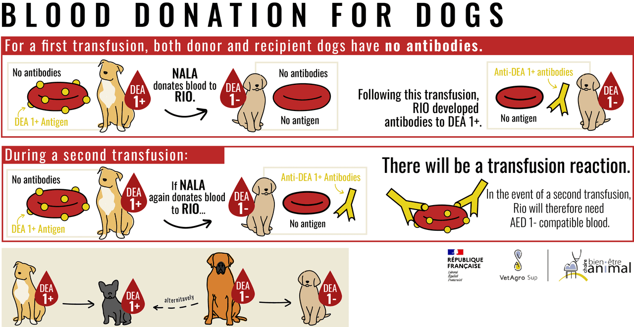 Do Dogs Have Blood Types Like Humans?