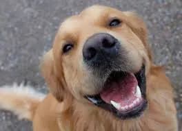 Do Dogs Smile? The Science and Stories Behind Your Dog’s Grin